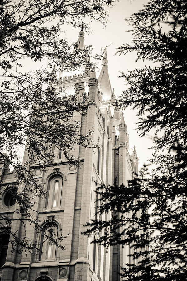 Temple Photograph - Branches by Cambria Hauck