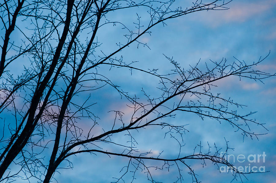Branches Photograph by Cheryl Baxter