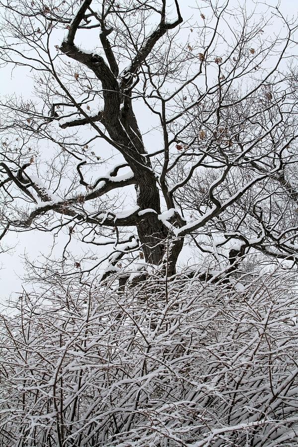 Branches Photograph by Doris Potter