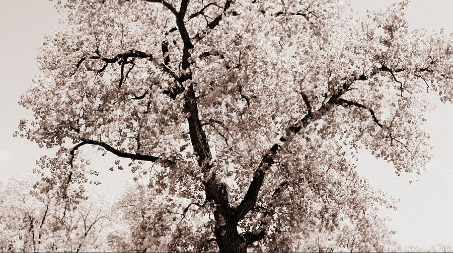 Branches Photograph by Inspired Arts