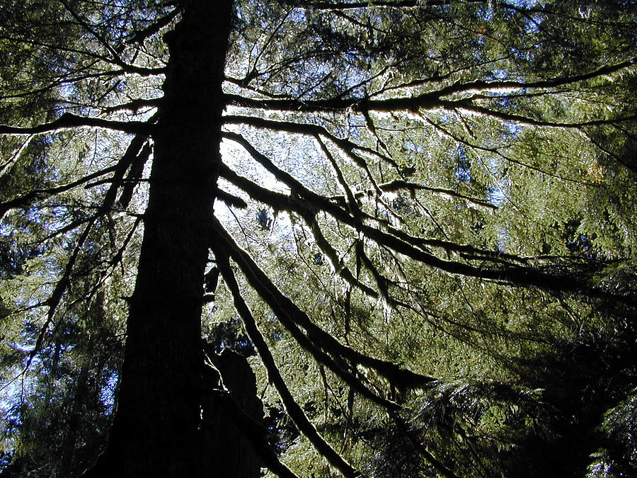 Washington State Photograph - Branches Hold Light by Tom Trimbath Washington State Photograph - Branches Hold Light by Tom Trimbath