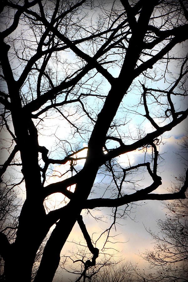 Tree Photograph - Branches in the Dark by Valentino Visentini