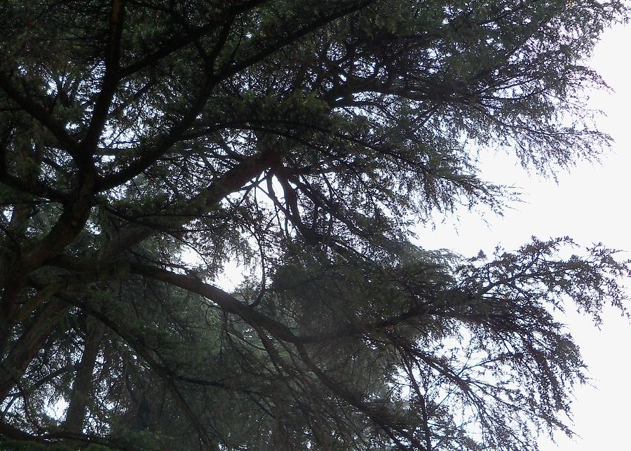Branches In The Fog Photograph
