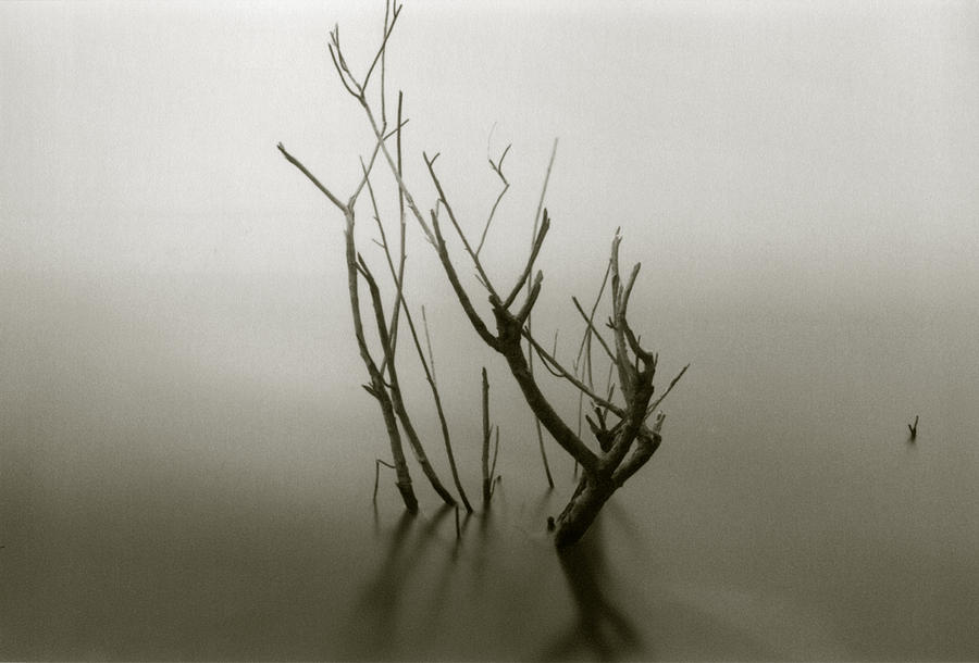 Branches in the Water Photograph by Amarildo Correa
