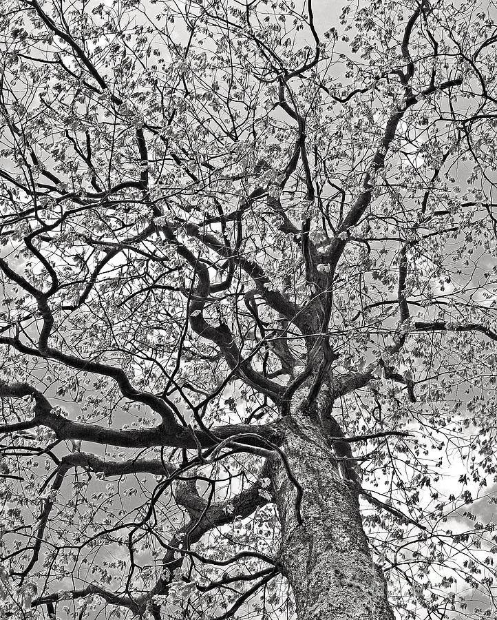 Black And White Photograph - Branches by Laura Mace Rand