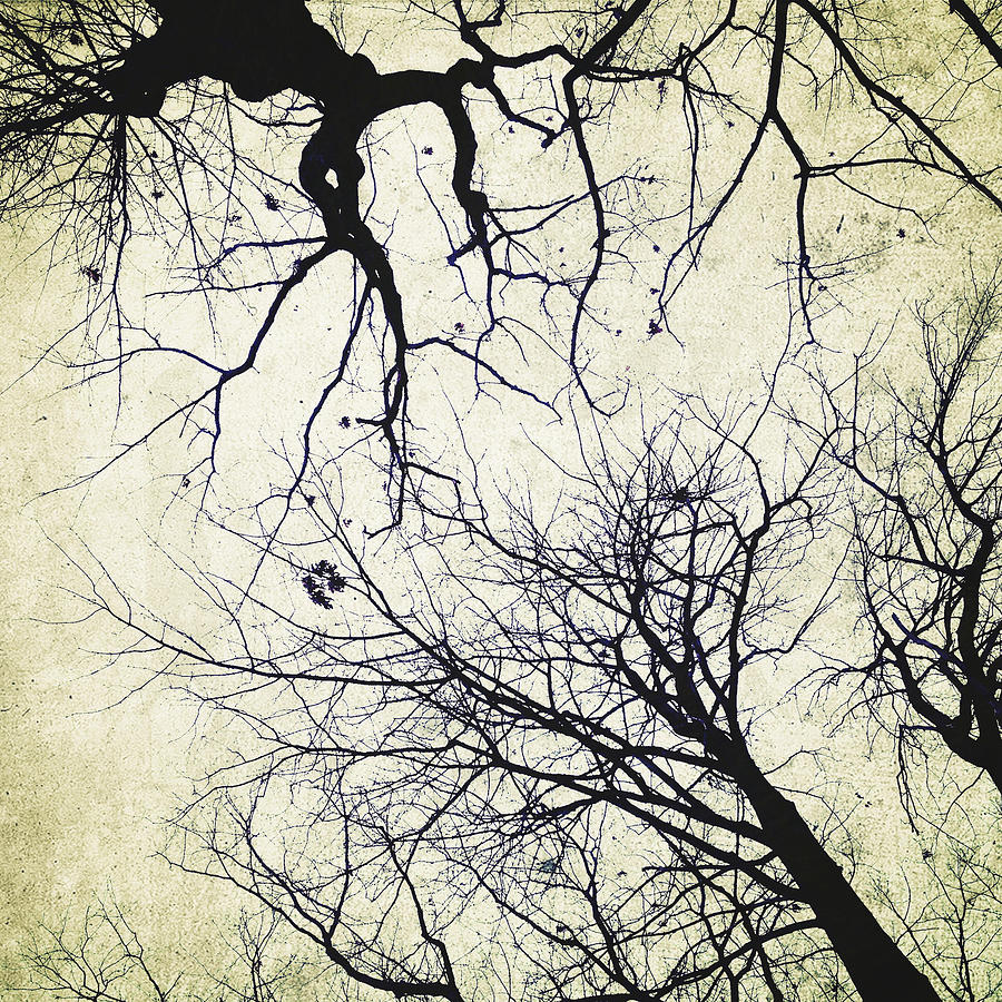 Branches Photograph by Natasha Marco