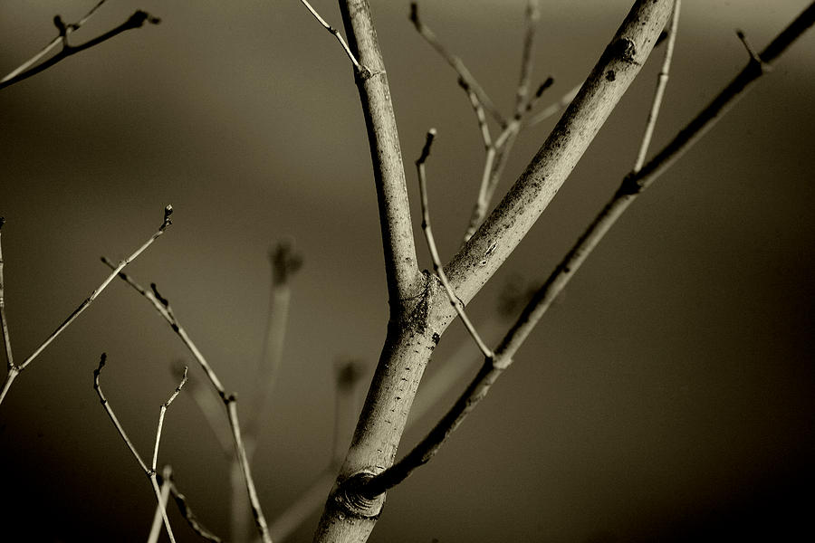 Branches No.2 Photograph by Bonnie Bruno