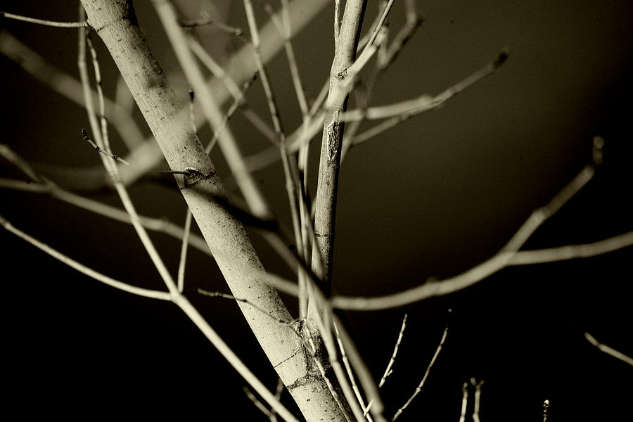 Branches No.3 Photograph by Bonnie Bruno