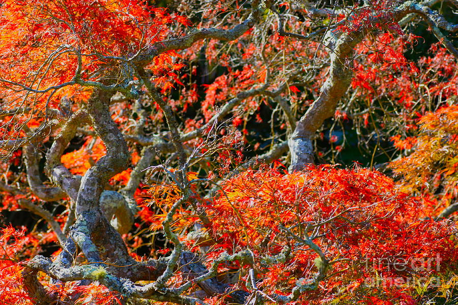 Branches of Color Photograph by Cathy Dee Janes