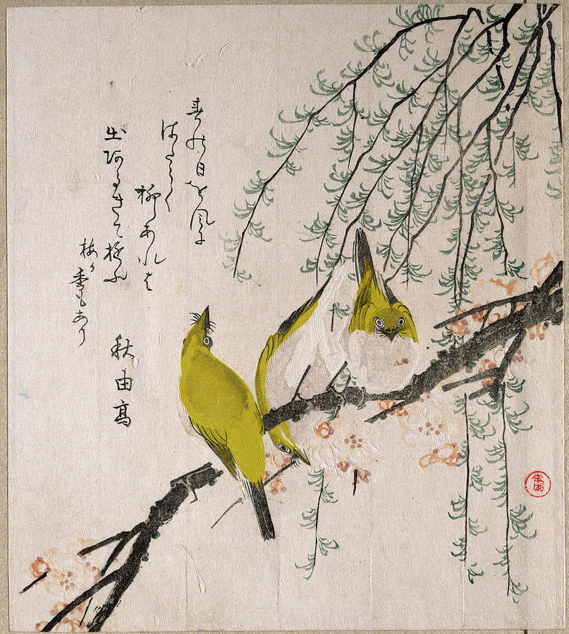 Animal Drawing - Branches of Plum Tree and Willow with Japanese White-Eyes by Kubo Shunman