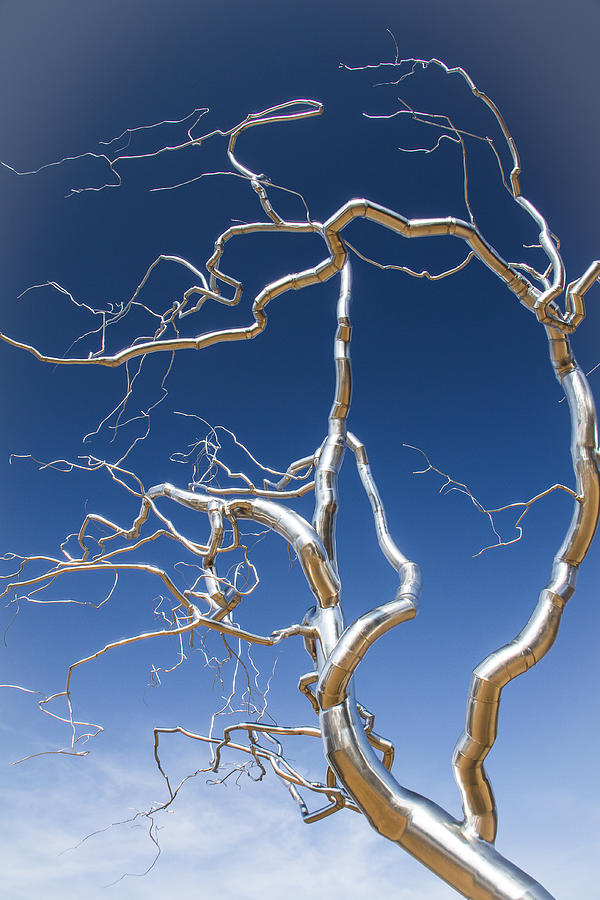 Branches of Silver Photograph by Steven Bateson