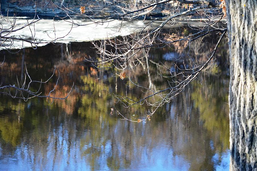 Tree Photograph - A Wisconsin River Scene by Karen Majkrzak