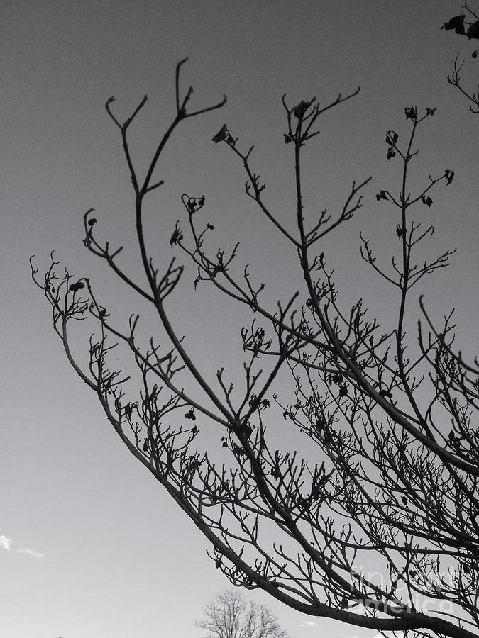 Branches Photograph