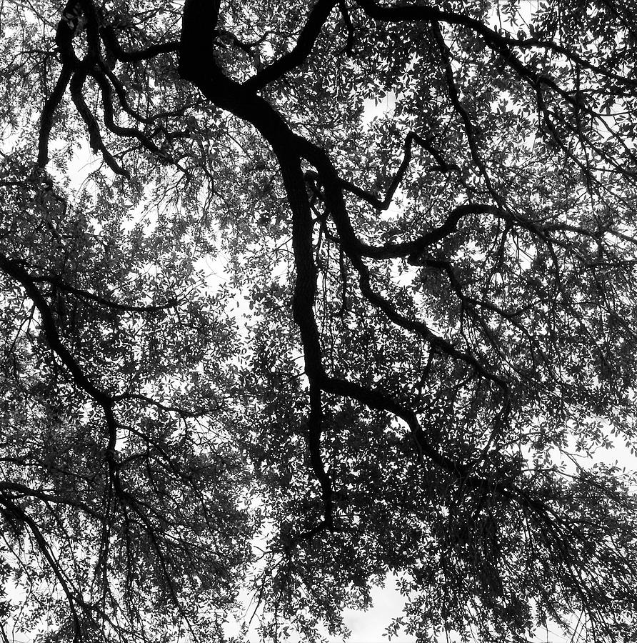 Branching Out Photograph by Bruce Scobie | Fine Art America