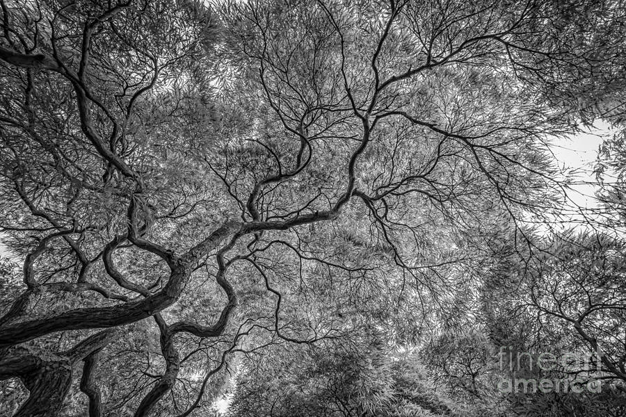 Branching Out Bw Photograph