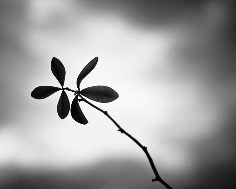 Black And White Photograph - Branching Out by Carolyn Cochrane Black And White Photograph - Branching Out by Carolyn Cochrane