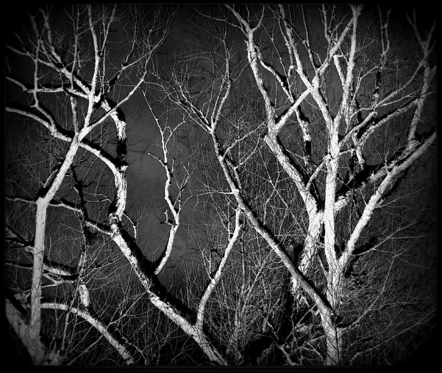 Branching Out Photograph by Kimberly Woyak