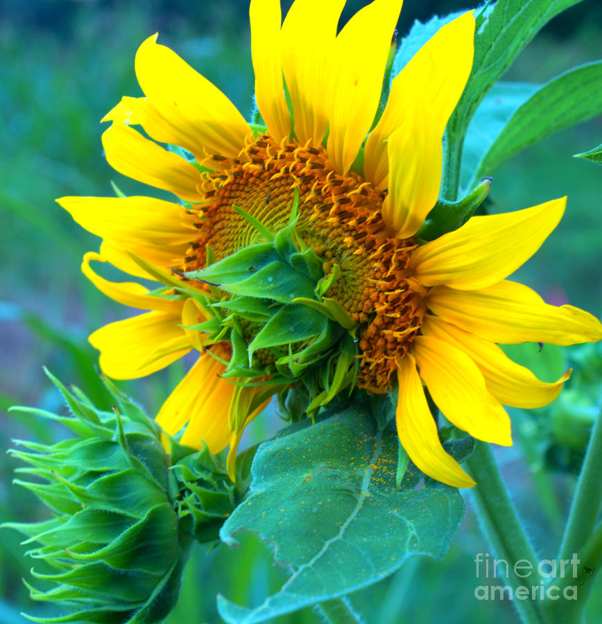 Brand New Sunflower Photograph by Sandra Clark