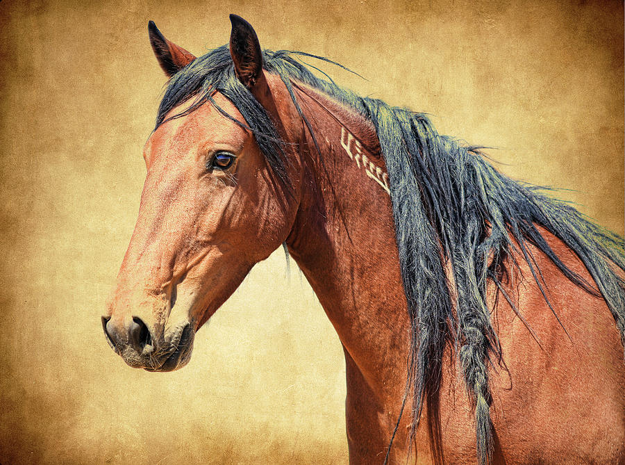 Branded Wild Horse Photograph by Steve McKinzie