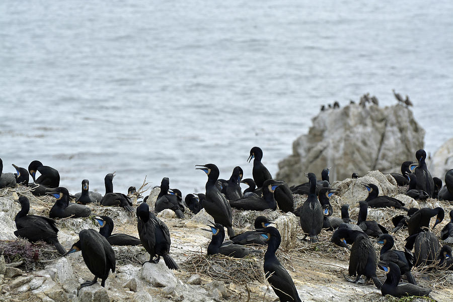 Brandts Cormorant Colony at Point Lobos State Natural Reserve Photograph by Bruce Gourley