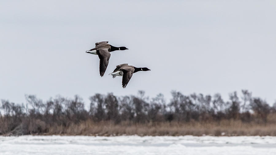 Brant goose in flight Photograph by SAURAVphoto Online Store