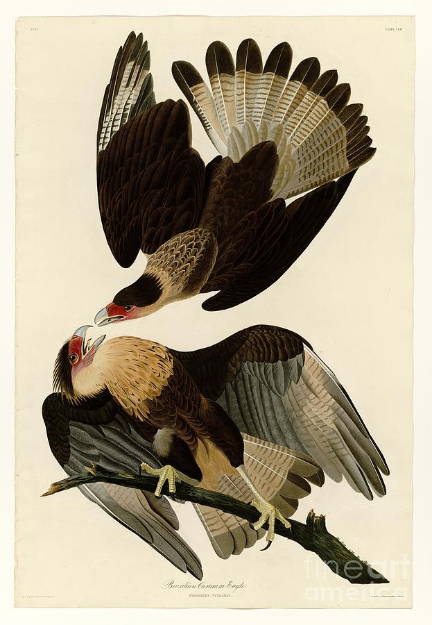 Brasilian Caracara Eagle Painting by Celestial Images