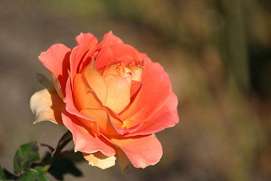 Rose Photograph - Brass Band Rose In November by Living Color Photography Lorraine Lynch