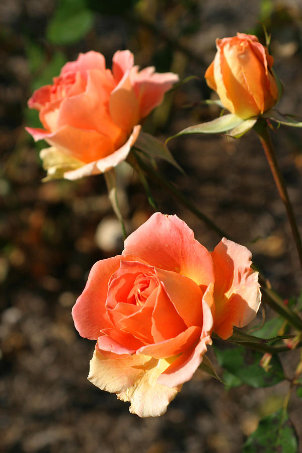 Rose Photograph - Brass Band Roses In Autumn by Living Color Photography Lorraine Lynch
