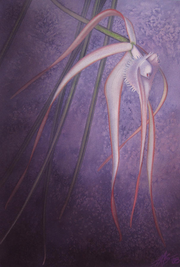 Brassavola appendiculata Painting by Robin Street-Morris