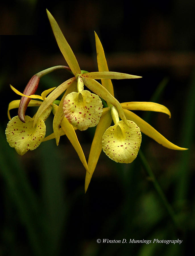 Brassavola Laeliocattleya Orchid  Photograph by Winston D Munnings