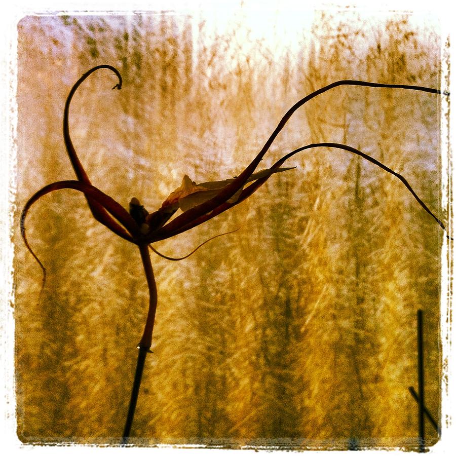 Brassia silhouette Photograph by Eric Suchman