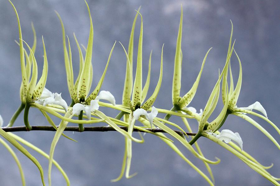 Brassia Verrucosa Photograph by Sam K Tran/science Photo Library