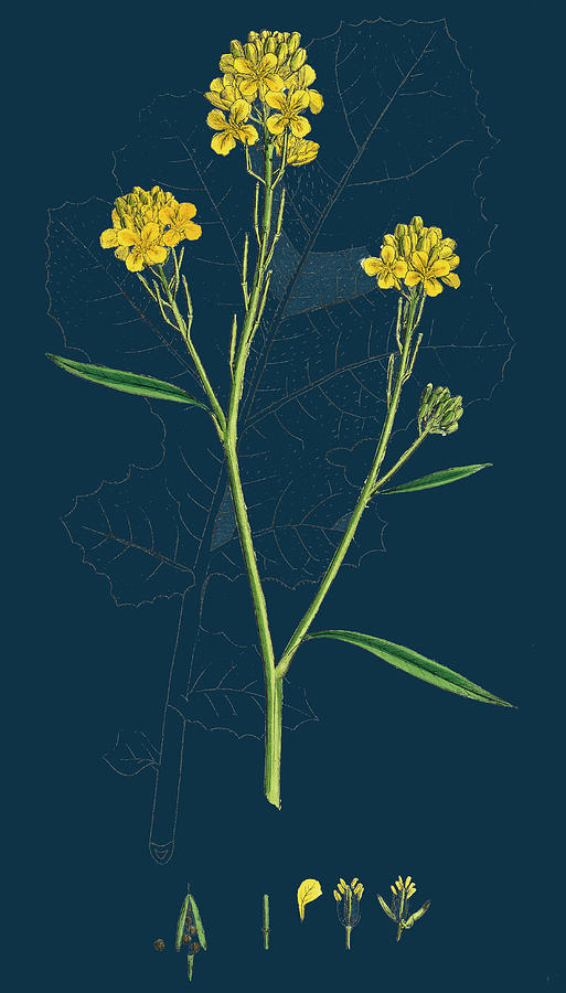 Mustard plant Brassica juncea, plant, botany, leaf png | PNGEgg