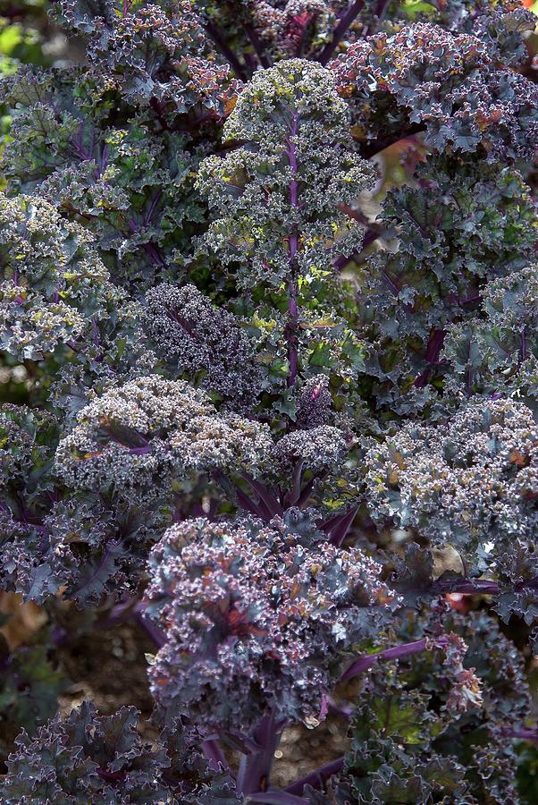 Plant Photograph - Brassica Oleracea Acephala redbor by Adrian Thomas/science Photo Library Plant Photograph - Brassica Oleracea Acephala redbor by Adrian Thomas/science Photo Library