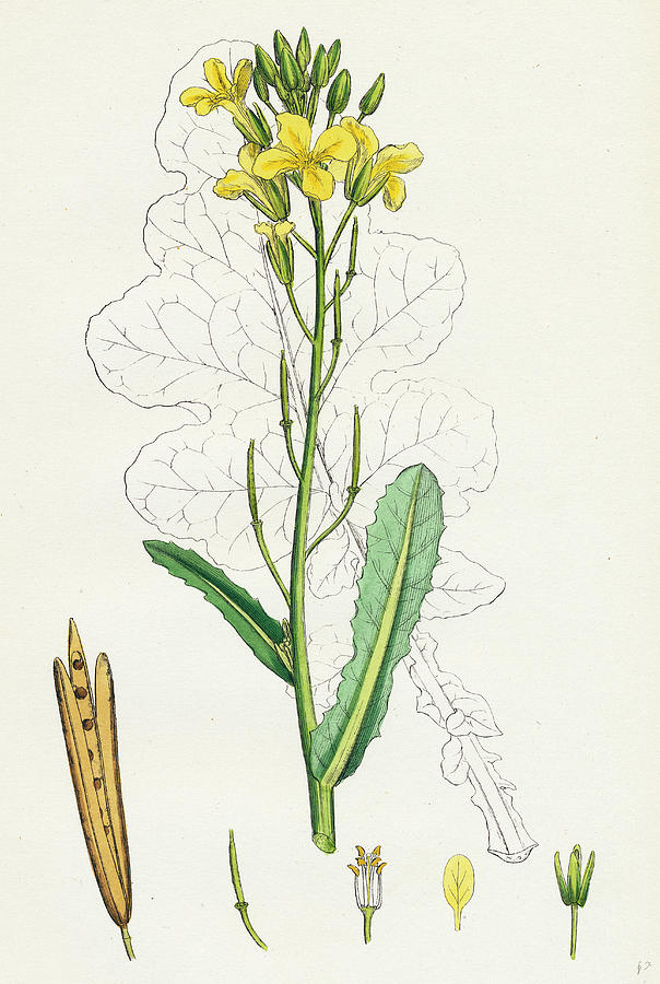 Nature Drawing - Brassica Oleracea Sea Cabbage by English School