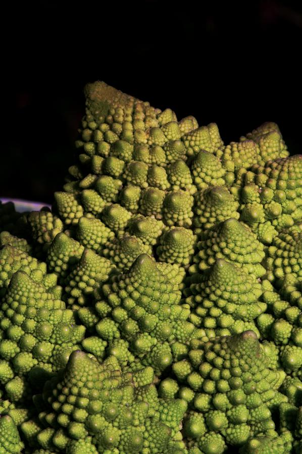 Cauliflower Photograph - Brassica romanesco Veronica by Brian Gadsby/science Photo Library