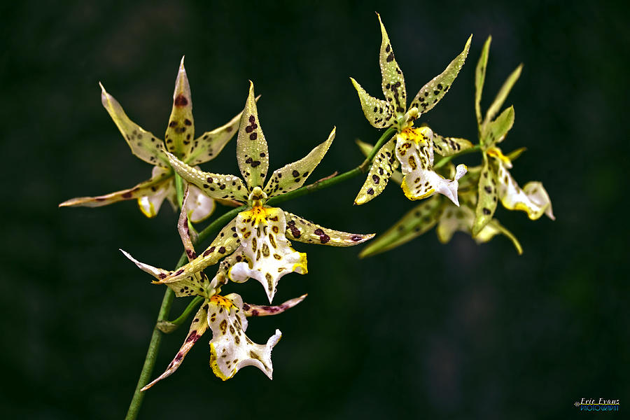 Orchids Photograph - Brassidium Orchids by Aloha Art