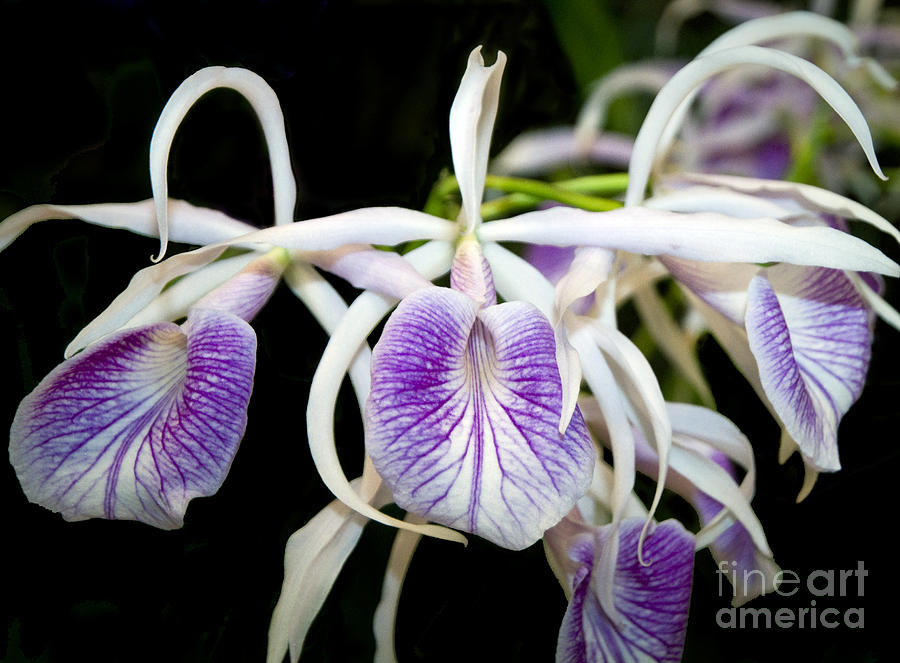 Brassocattleya Morning Glory Orchid Flowers Photograph by David Oppenheimer