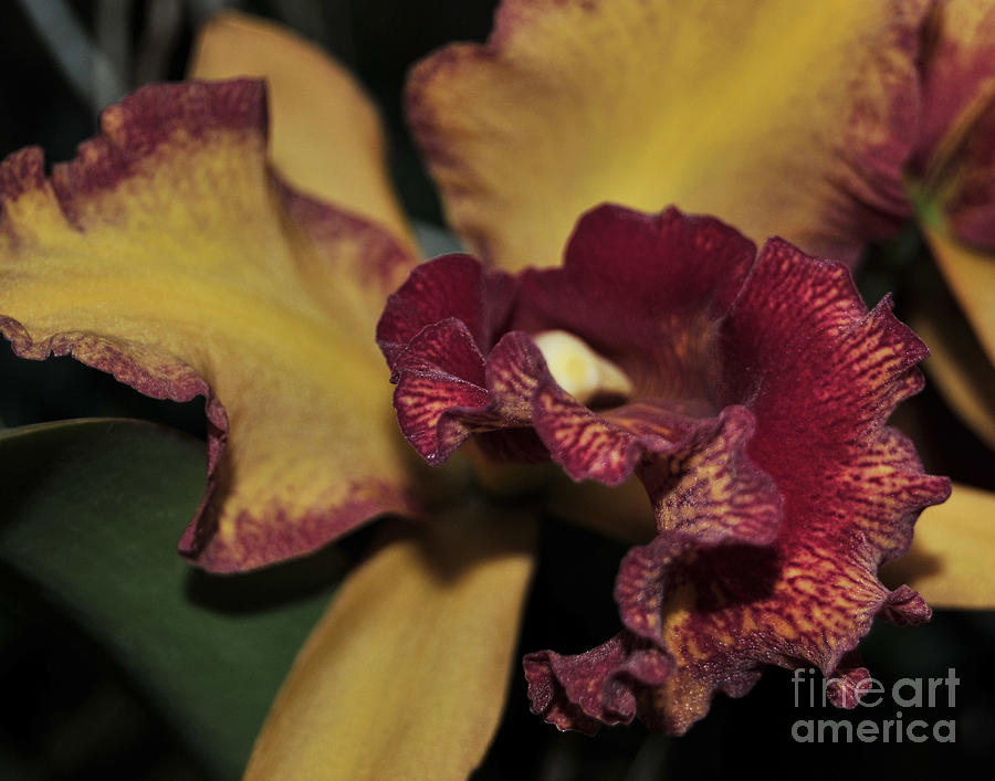 Orchid Photograph - Brassolaeliocattleya Melinda Wheeler Halcyon by Terri Winkler