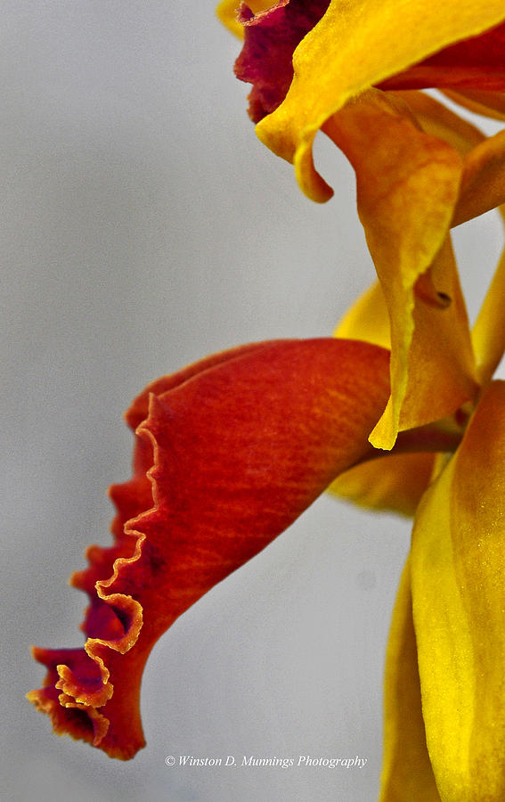 Brassolaeliocattleya Orchid Photograph by Winston D Munnings