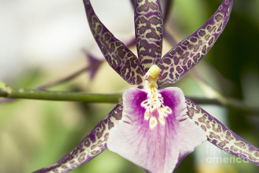 Bratonia Miltassia Charles M Fitch Izumi Orchid Hawaii  Photograph by Sharon Mau