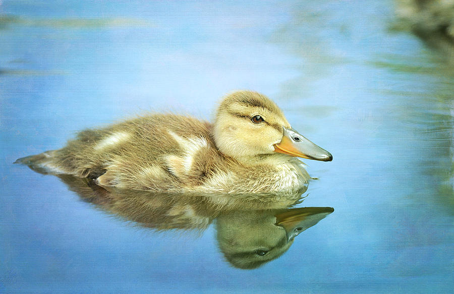 Duck Photograph - Braveheart by Fraida Gutovich