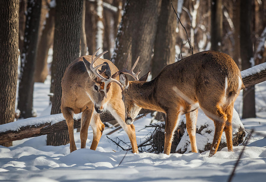 Deer Photograph - Brawling Bucks by Chris Hurst