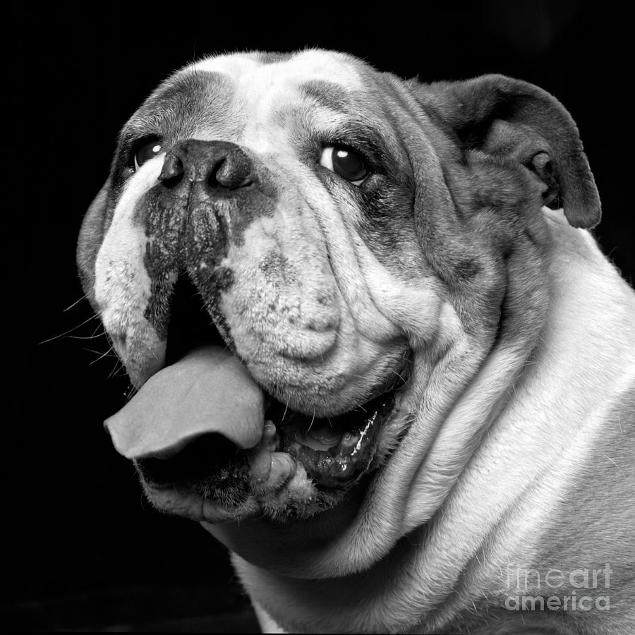 Brawny The Bulldog Photograph by Carolyn Brown