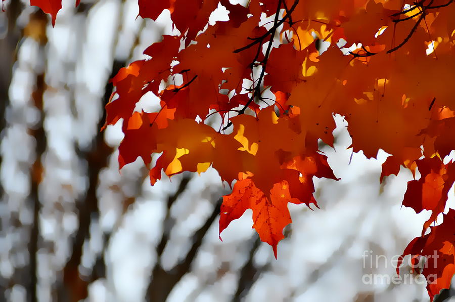 Brazen Autumn  Photograph by Andrea Kollo