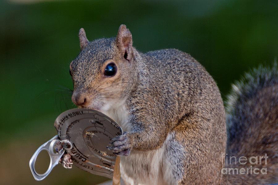 Brazen Squirrel Photograph by John Harmon