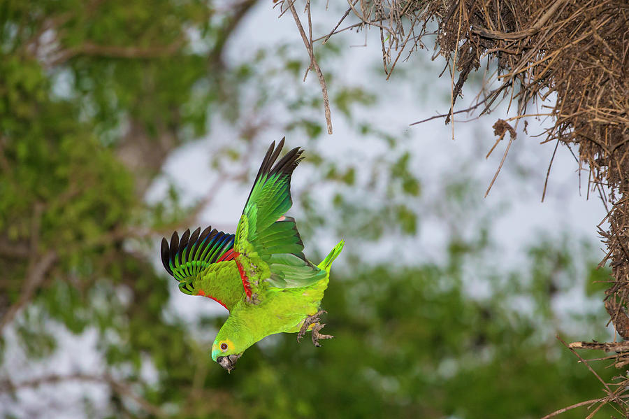 Brazil A Blue-fronted Parrot (amazona Photograph by Ralph H. Bendjebar ...