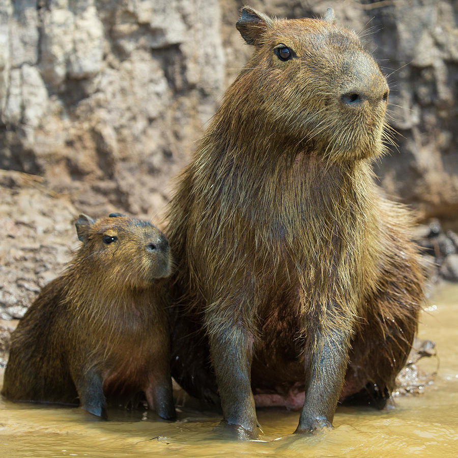 Brazil A Capybara With Its Young Photograph By Ralph H. Bendjebar 