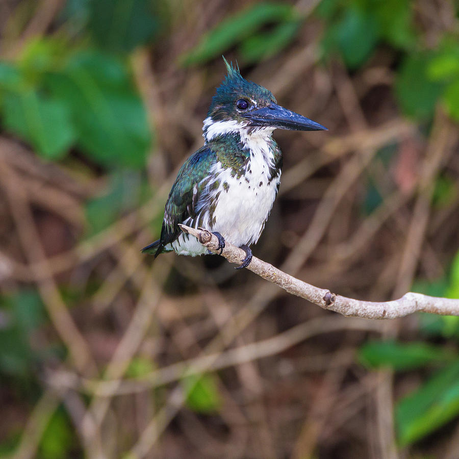 Brazil A Female Amazon Kingfisher Photograph by Ralph H. Bendjebar - Pixels