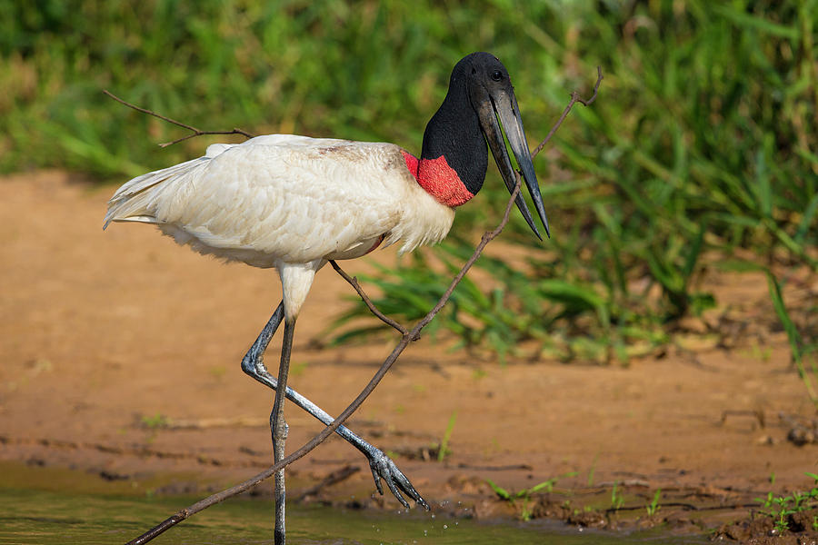 Brazil A Jabiru (jabiru Mycteria Photograph by Ralph H. Bendjebar